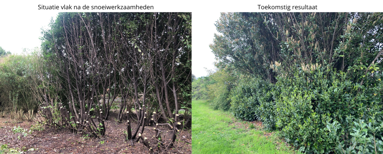 pbweek09_25022_Gemeente maakt met snoeiwerkzaamheden flinke inhaalslag op groenonderhoud 3