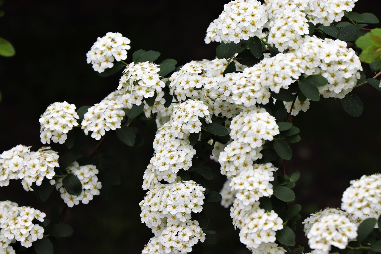 Spirea