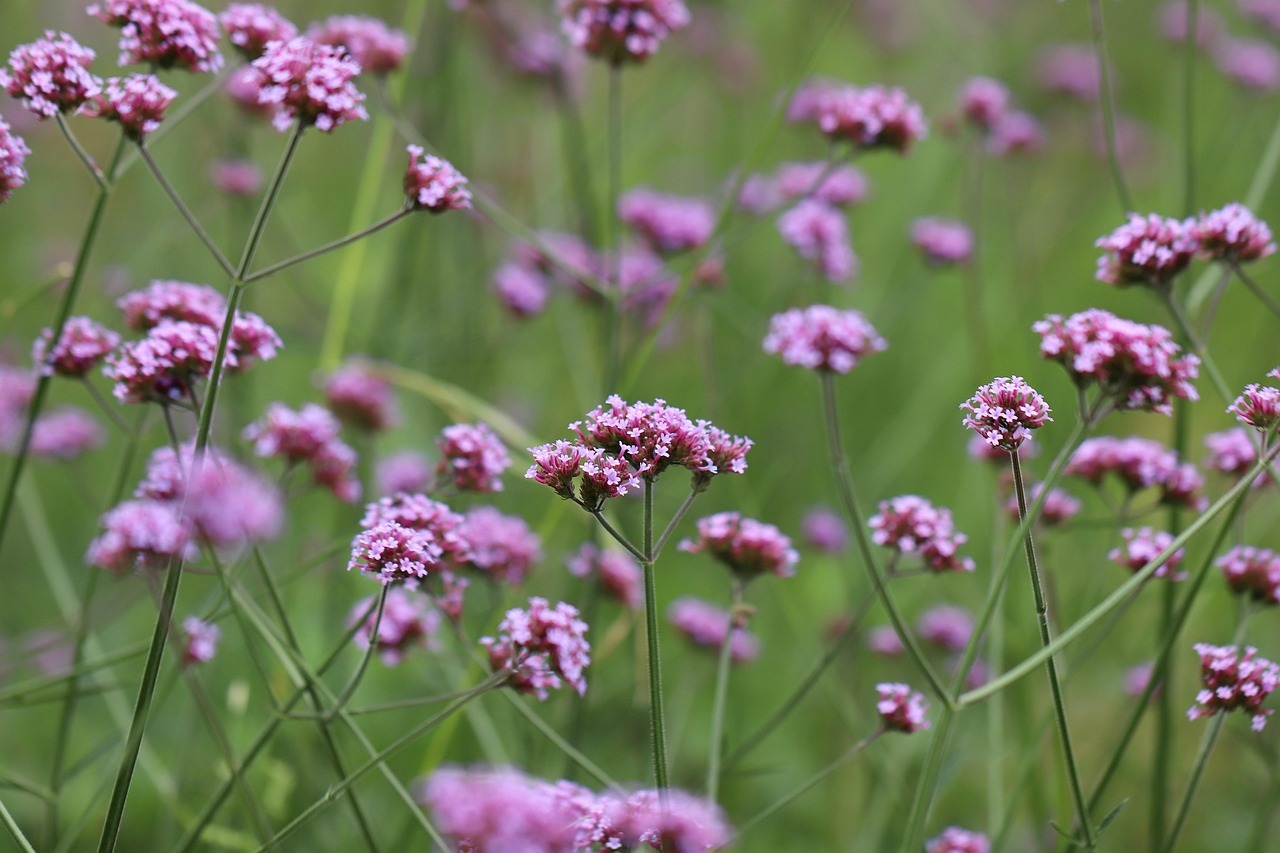 Verbena